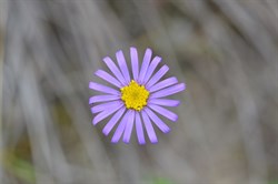 Olearia ciliata var squamifolia 