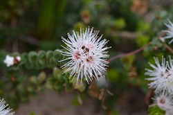 Kunzea pomifera 