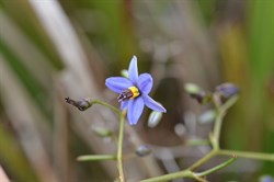Dianella revoluta var revoluta 