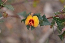 Platylobium obtusangulum 