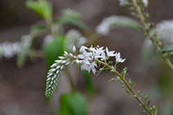 Derwentia derwentiana 