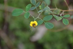 Goodia lotifolia 