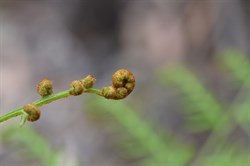 Pteridium esculentum 