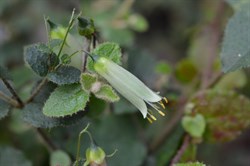 Correa aemula 