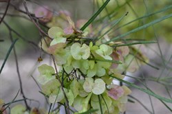 Dodonaea viscosa ssp. Angustissima 