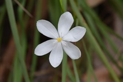 Orthrosanthus multiflorus 