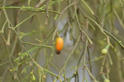 Exocarpos cupressiformis 