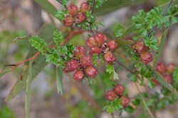 Dodonaea humilis  