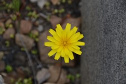 Microseris lanceolata 