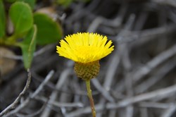Podolepis jaceoides 