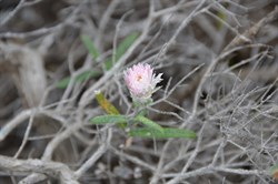 Helichrysum leucopsideum 