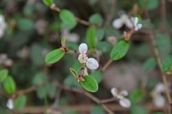 Spyridium thymifolium 