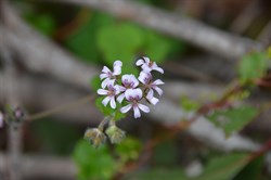 Pelargonium australe 