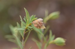 Pimelia sp (fruit) 