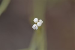 Choretrum glomeratum var glomeratum 