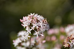 Calytrix tetragona 