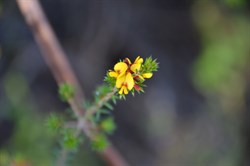 Pultenaea acerosa 