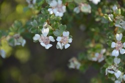 Spyridium halmaturinum var halmaturinum 
