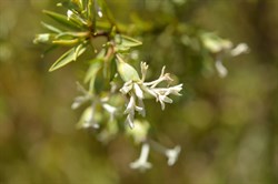 Pimelia Stricta 