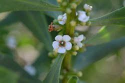 Myoporum insulare 