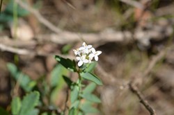 Pimelea glauca 