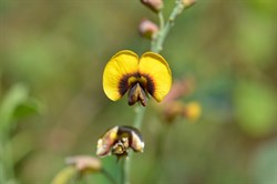 Goodia lotifolia 