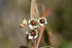 Lasiopetalum bauerii 