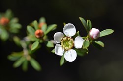 Leptospermum myrsinoides 
