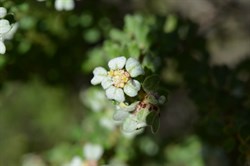 Spyridium halmaturinum var halmaturinum 
