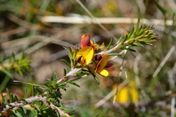 Pultenaea acerosa 