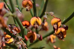Daviesia asperula 