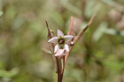 Lasiopetalum baueri 