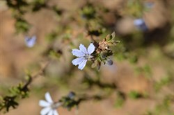 Scaevola crassifolia 