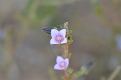 Boronia coerulesscens ssp coerulesscens 
