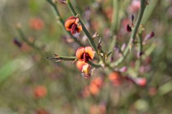 Davesia brevifolia 