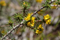 Pultenaea acerosa 
