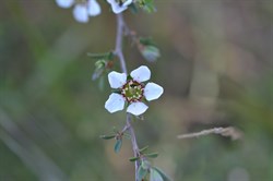Leptospermum myrsinoides 