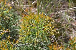Petrophile multisecta 
