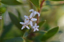 Leucopogon parviflorus 