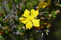 Hibbertia riparia 