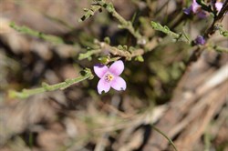 Boronia edwardsii 