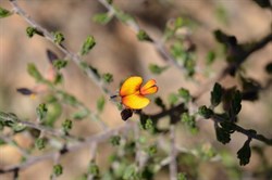 Pultenaea teretifolia var brachyphylla 