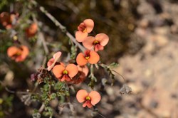 Dillwyna hispida 