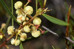 Acacia myrtifolia 