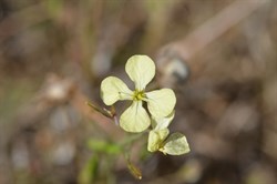 Unable to Identify 