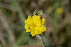 Hibbertia crinita 