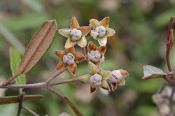 Lasiopetalum baueri 