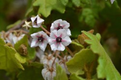 Lasiopetalum schulzenii 