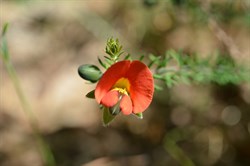 Gompholobium ecostatum 