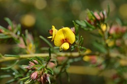 Pultenaea teretifolia var brachyphylla 